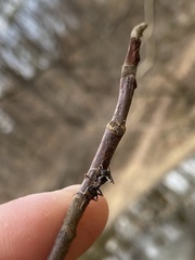 Magnolia acuminata