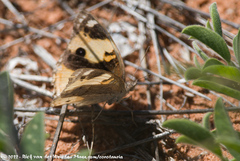 Junonia hierta cebrene