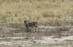 Tragelaphus oryx pattersonianus