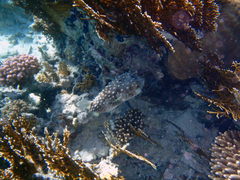 Cyclichthys spilostylus