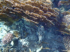 Cyclichthys spilostylus