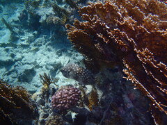 Cyclichthys spilostylus