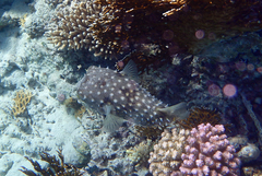 Cyclichthys spilostylus
