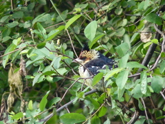 Trachyphonus vaillantii