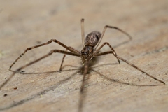Tetragnathidae
