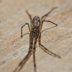 Tetragnathidae