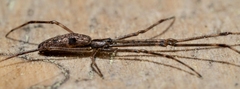 Tetragnathidae