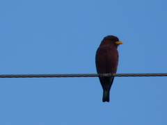 Eurystomus glaucurus