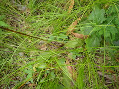 Primula meadia