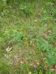 Primula meadia