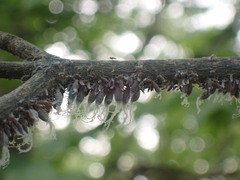 Neoprociphilus aceris