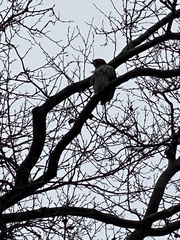 Buteo jamaicensis