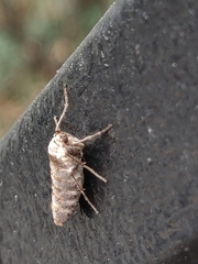 Alsophila pometaria