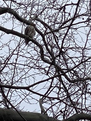 Buteo jamaicensis