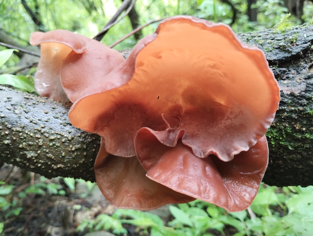 Auricularia fuscosuccinea