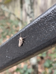 Alsophila pometaria