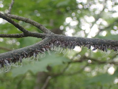 Neoprociphilus aceris