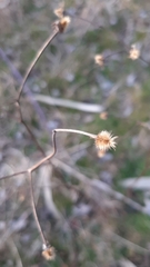 Hieracium paniculatum