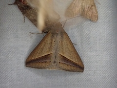 Mocis frugalis