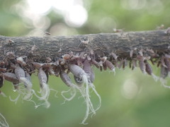 Neoprociphilus aceris