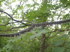 Neoprociphilus aceris