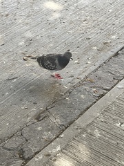 Columba livia domestica