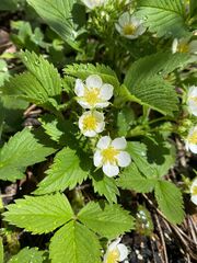 Fragaria vesca
