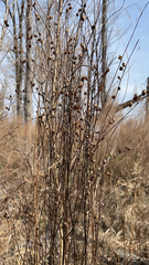 Ludwigia alternifolia