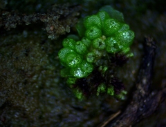 Sphaerocarpos texanus