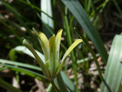Gagea lutea