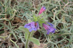 Echium bonnetii