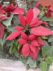 Euphorbia pulcherrima