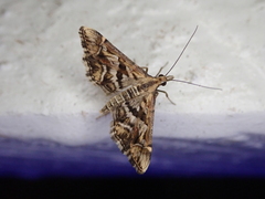 Diasemia