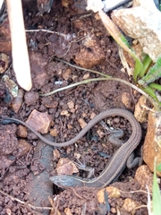 Ophisops elegans ehrenbergii