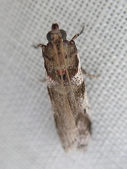 Rhodophaea