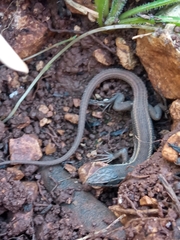 Ophisops elegans ehrenbergii