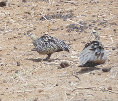 Pterocles gutturalis