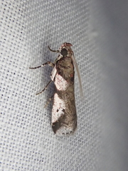 Rhodophaea
