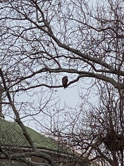 Buteo jamaicensis