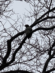 Buteo jamaicensis