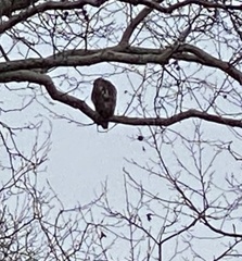 Buteo jamaicensis