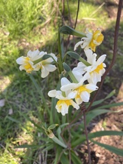 Narcissus tazetta
