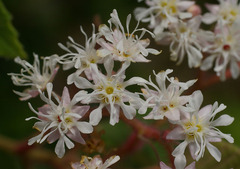 Commersonia viscidula