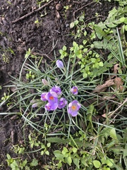 Crocus tommasinianus