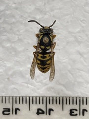 Vespula atropilosa