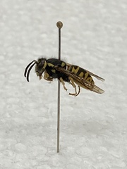 Vespula atropilosa