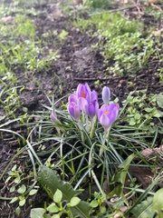 Crocus tommasinianus