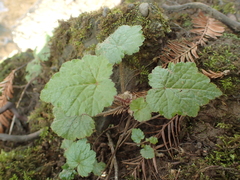 Tellima grandiflora
