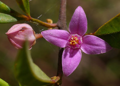 Boronia keysii
