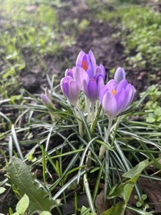 Crocus tommasinianus